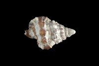 藏品(斑馬翼法螺)的圖片